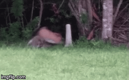 Video: Cuộc chiến cực kỳ căng thẳng giữa gấu mèo và linh miêu, kẻ lép vế phải bỏ trốn lên ngọn cây