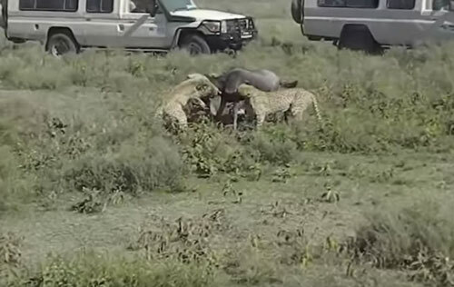 Video: Báo đốm đoạt mạng linh dương đầu bò trong 