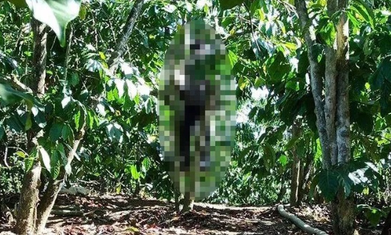 Lâm Đồng: Tá hỏa phát hiện người đàn ông treo cổ trong rẫy cà phê