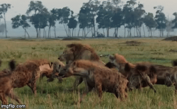 Video: “Chúa tể đồng cỏ” lạc vào ma trận của 20 con linh cẩu, liệu nó có thoát?