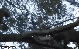 Video: Đánh giá nhầm đối thủ, báo hoa mai “muối mặt” cúp đuôi chạy