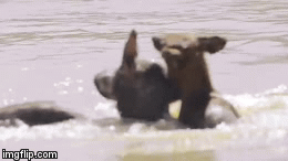 Video: Đàn sói hung dữ lao xuống nước, xé xác hươu non 