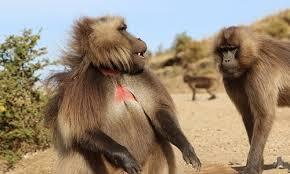 Lọt vào ổ mai phục của bầy khỉ đực, “vua khỉ” tự giải vây đầy bản lĩnh, giữ vững “ngai vàng”