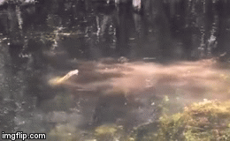 Video: Cá sấu mõm ngắn và trăn Miến Điện có màn đụng độ quyết liệt, ai sẽ giành chiến thắng?