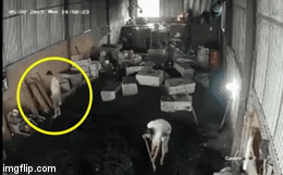 Kinh hoàng khoảnh khắc người đàn ông đi chân đất bị điện giật cứng người