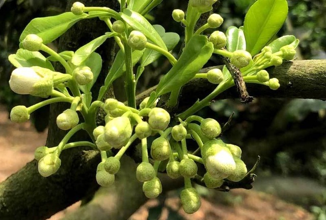 Khách “chơi ngông”, bỏ chục triệu mua cây “độc” về trưng Tết