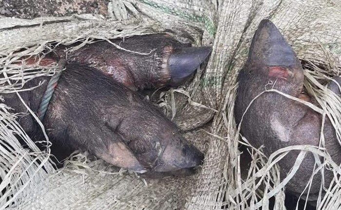 Phát hiện xe khách chở cả đàn lợn lở mồm long móng