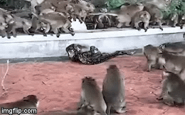 Video: Mãng xà siết chết, nuốt chửng khỉ trong tích tắc