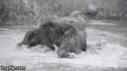 Video: Rùng mình với cảnh 2 con linh cẩu điên cuồng cắn xé nhau