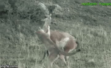 Video: Lạc đà bị cắn trọng thương vẫn vùng dậy bỏ chạy, số phận nó sẽ ra sao?