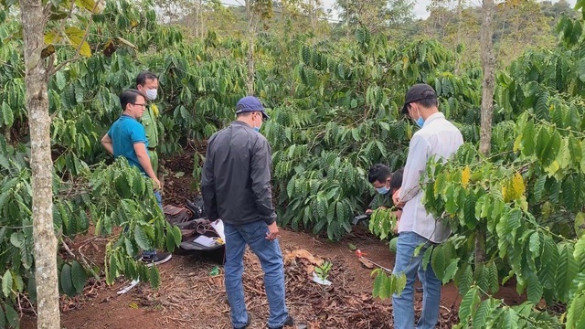 Vụ thi thể người phụ nữ bị chặt đứt 1 tay trong rẫy cà phê: Phát hiện dòng bình luận bất thường