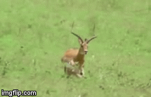 Video: Đang bỏ chạy thì đâm vào gốc cây, linh dương Impala không thoát khỏi móng vuốt 