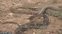 Video: Nhanh như cắt, hổ mang chúa đen tung cú 