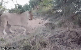Video: Sư tử và báo hoa mai đối đầu, ai là kẻ chiếm thế thượng phong?