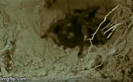 Video: Nhện Tarantula dụ rắn kịch độc vào hang để