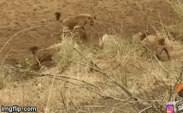 Video: Sư tử rơi vào tình cảnh hiểm nghèo và vị cứu tinh bất ngờ vào phút cuối