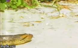 Video: Rái cá nhởn nhơ trước