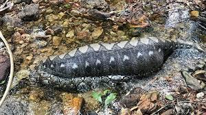 Video: Sau khi nuốt chửng lợn rừng, trăn dài 5m nằm ễnh bụng dưới suối