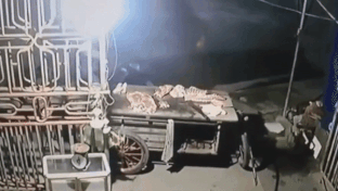 Video: Người đàn ông trộm thịt heo ngày cận Tết