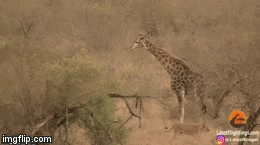 Video: Hạ gục hươu cao cổ, 8 con sư tử nhận cú cước