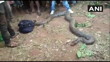 Video: Thất kinh phát hiện cả bầy trăn khổng lồ nằm lúc nhúc trong đường ống