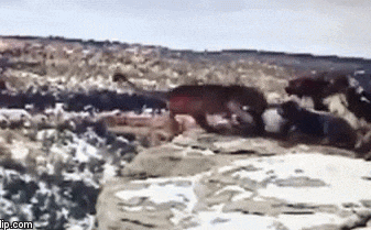 Video: Bị bầy chó hung dữ dồn vào đường cùng, báo sư tử ngã xuống vực sâu