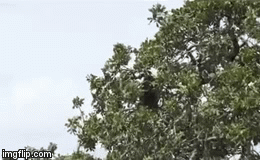 Video: Gặp kẻ thù duyên nợ, báo hoa mai bất lực đứng nhìn khỉ đầu chó cướp thức ăn