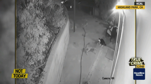 Video: Mèo giữ thế thượng phong, xua đuổi khiến 3 con sói đồng chạy 
