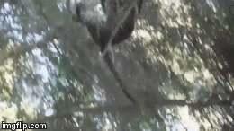 Video: Báo hoa mai đã phạm phải một sai lầm chết người khi săn khỉ đầu chó vào ban ngày