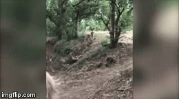 Video: Bị đàn sư tử bao vây, lửng mật 