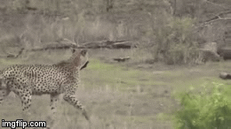 Video: Báo săn hạ sát lợn rừng trong 