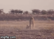 Video: Vô tình chạm trán sư tử, lửng mật