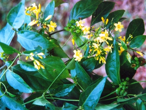 Ăn lá ngón tự tử ngày 29 Tết, 2 thanh niên tử vong