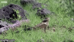 Video: Thằn lằn quỷ gai sử dụng chiêu