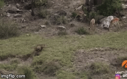 Video: Báo săn bứt tốc rồi tung tuyệt kỹ tóm gọn con mồi giữa không trung