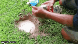 “Sốt xình xịch” video bắt cả mẻ cá trê bằng hỗn hợp Coca Cola và kẹo mentos