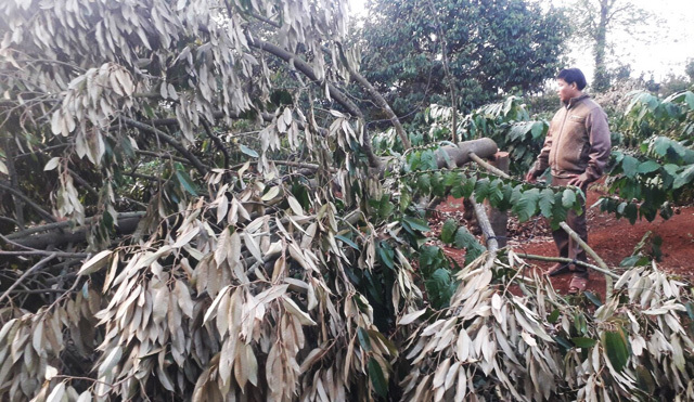 Xót xa phát hiện gần 60 cây sầu riêng bị chặt phá ngày mùng 2 Tết, thiệt hại gần 600 triệu đồng