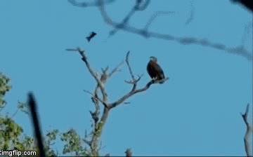 Video: Loài chim nhỏ bé dám đánh đuổi, khiến đại bàng khiếp sợ