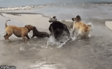 Video: Số phận rái cá ra sao khi vừa phòng thủ vừa nhanh trí lên kế hoạch thoát khỏi 4 con chó nhà?