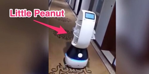 Video: Robot giao đồ ăn tại vùng dịch virus Corona