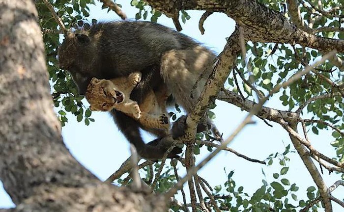 Video: Khỉ đực già âu yếm ôm hôn, chăm sóc sư tử non như con đẻ