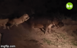 Video: Hà mã đơn độc chiến đấu với 5 con sư tử khát máu trong màn đêm mịt mù