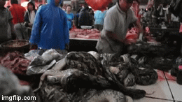 Video: Rùng mình khu chợ đáng sợ nhất Indonesia từng bán thịt dơi, rắn