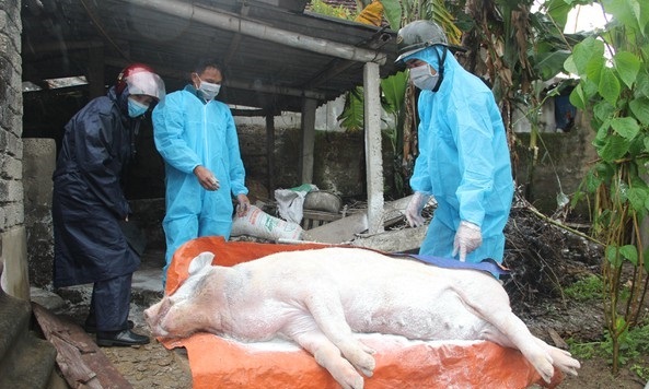 Phú Yên chính thức thông báo hết dịch tả lợn châu Phi