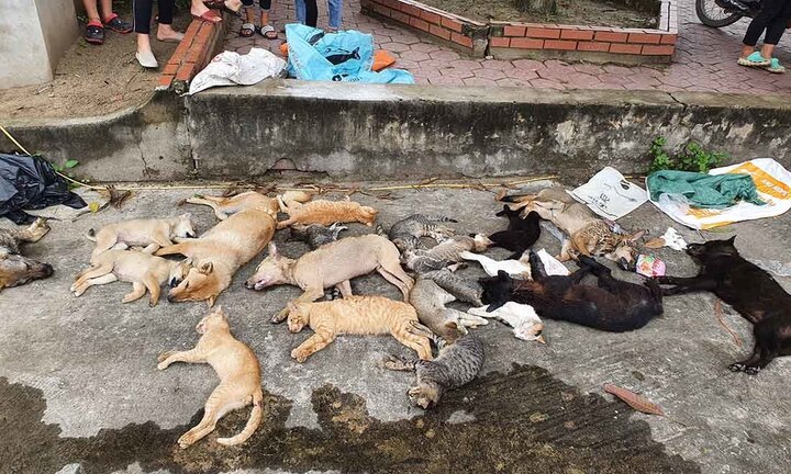 Vụ gần 30 con chó, mèo bị trúng bả chết ở Nghệ An: Vây bắt 2 anh em nghi phạm