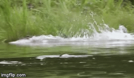 Video: Phát hiện bị xâm nhập lãnh địa, rái cá tung tuyệt chiêu khiến hung thần bỏ chạy