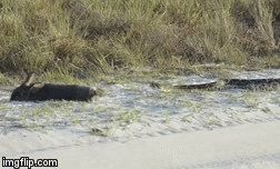 Video: Mải mê kiếm ăn, thỏ rừng bỏ mạng vì nhát cắn chí mạng của rắn đuôi chuông