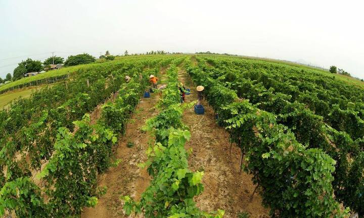 Vinamilk tham gia quản trị và điều hành tại GTNFOOD 