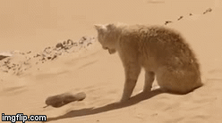 Video: Mèo cát thi triển “miêu quyền” hạ sát loài rắn sa mạc cực độc