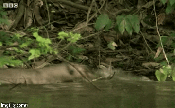 Video: Rái cá ra đòn cực mạnh hạ sát cá sấu và màn thoát chết khó tin
